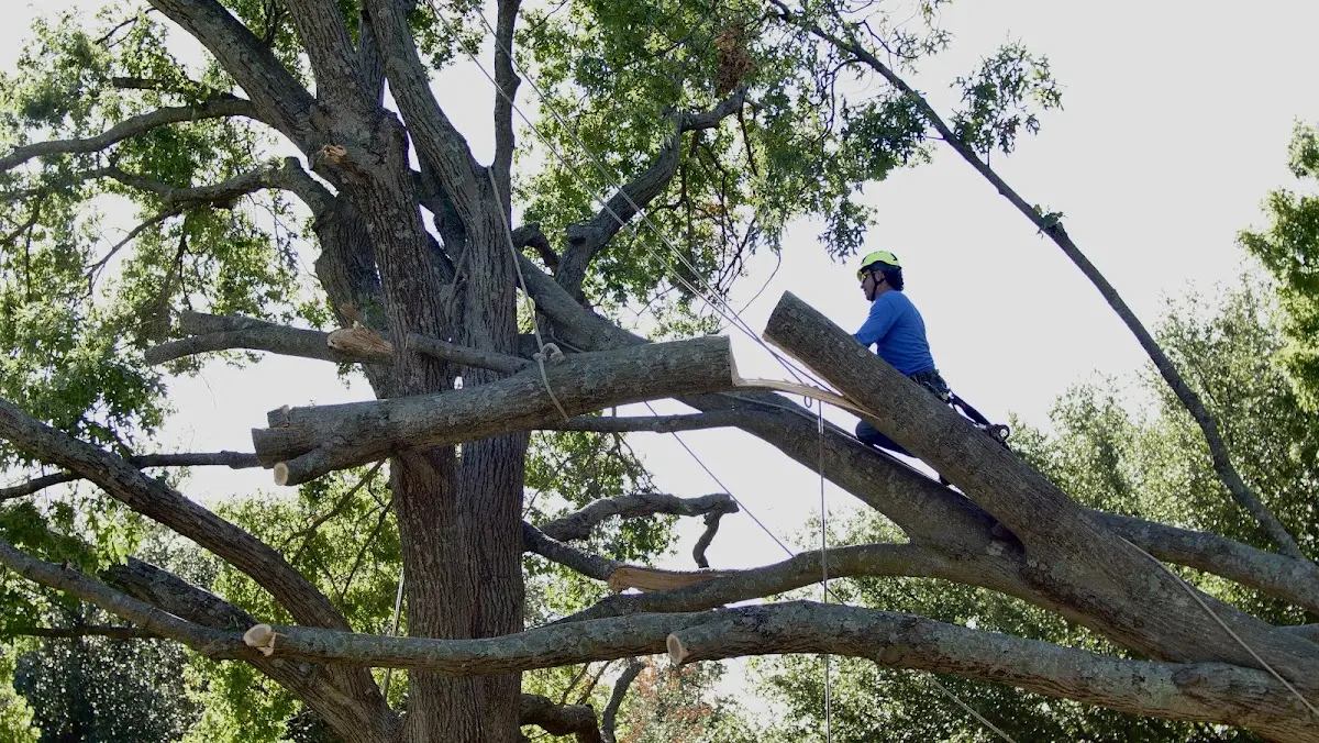 Professional Crown Thinning performed by certified arborists in Levels