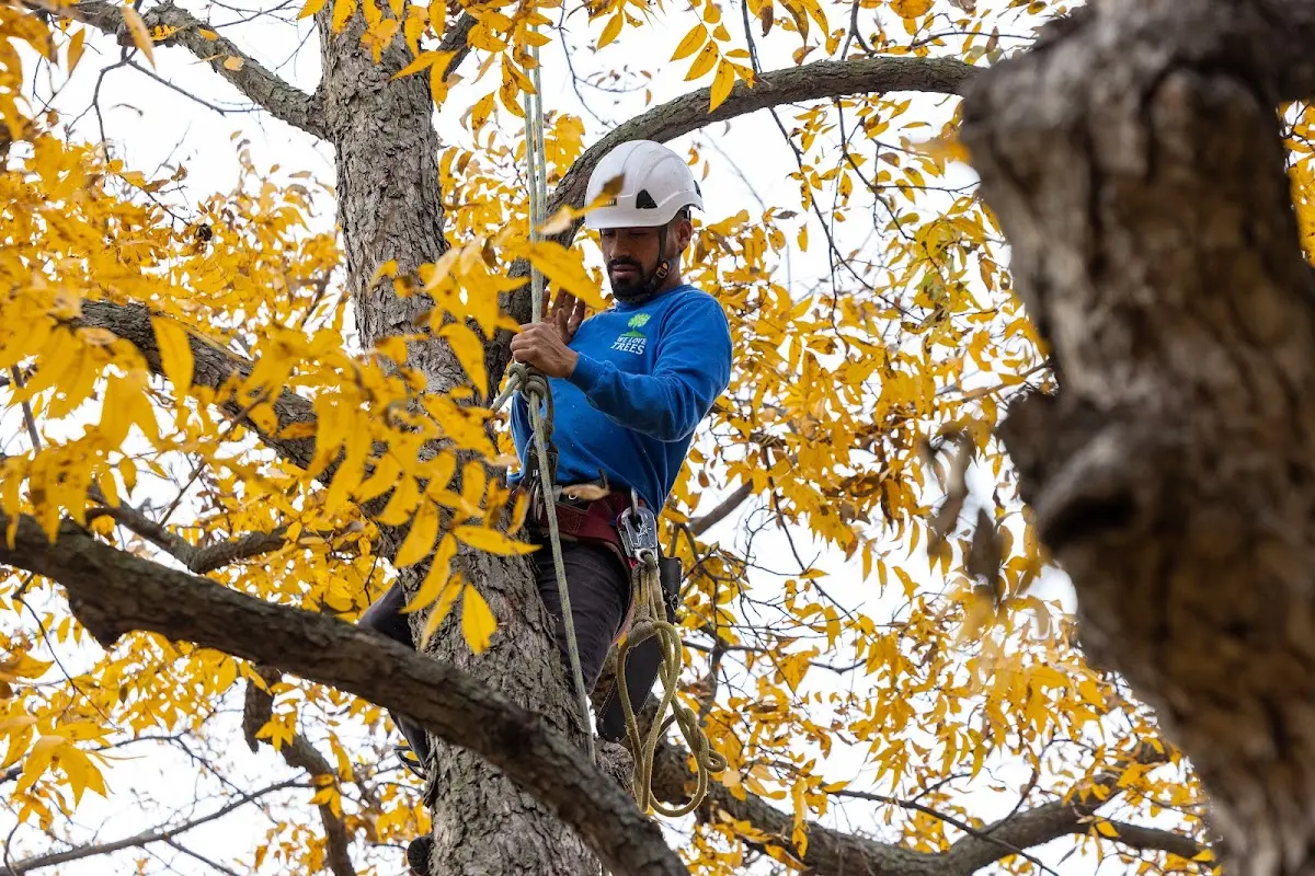 Skilled Storm Damage Cleanup crew working in Levels